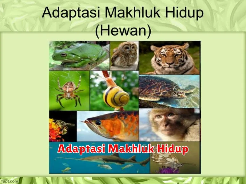 Adaptasi Makhluk Hidup