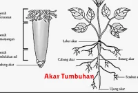 Akar Tumbuhan