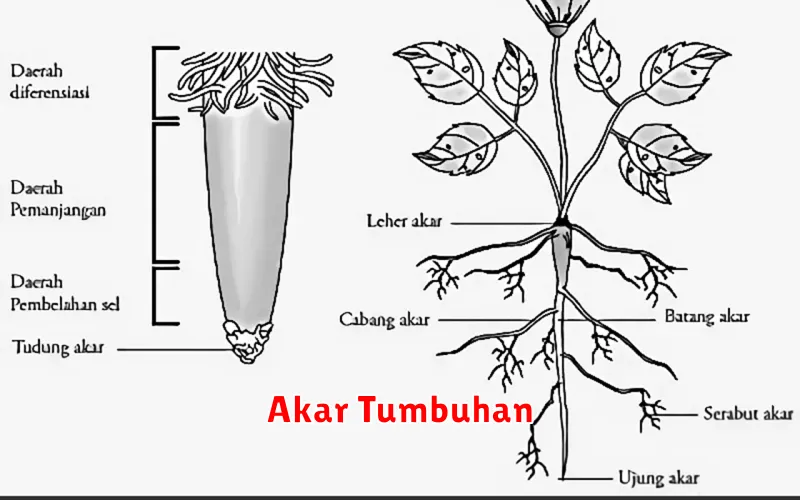 Akar Tumbuhan