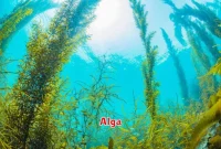 Alga