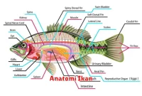 Anatomi Ikan