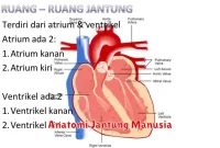 Anatomi Jantung Manusia