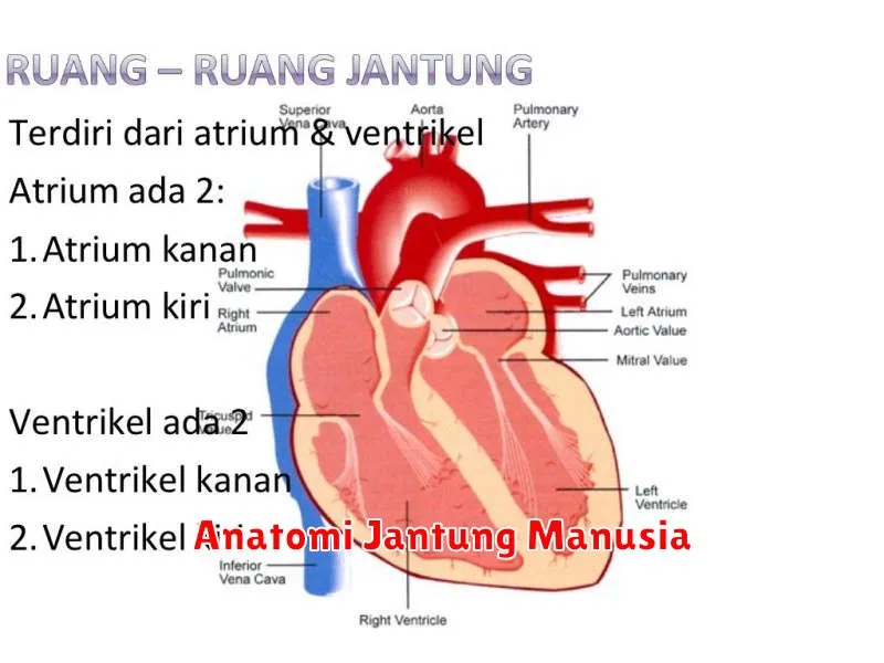 Anatomi Jantung Manusia