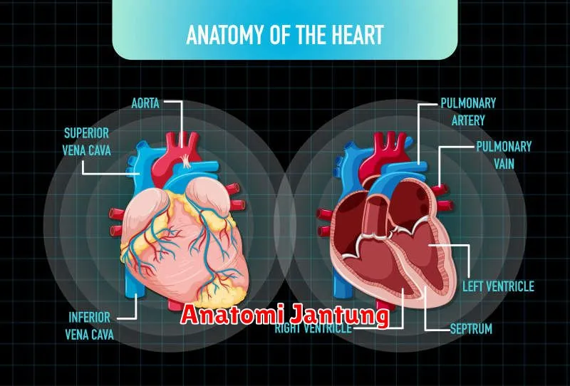 Anatomi Jantung