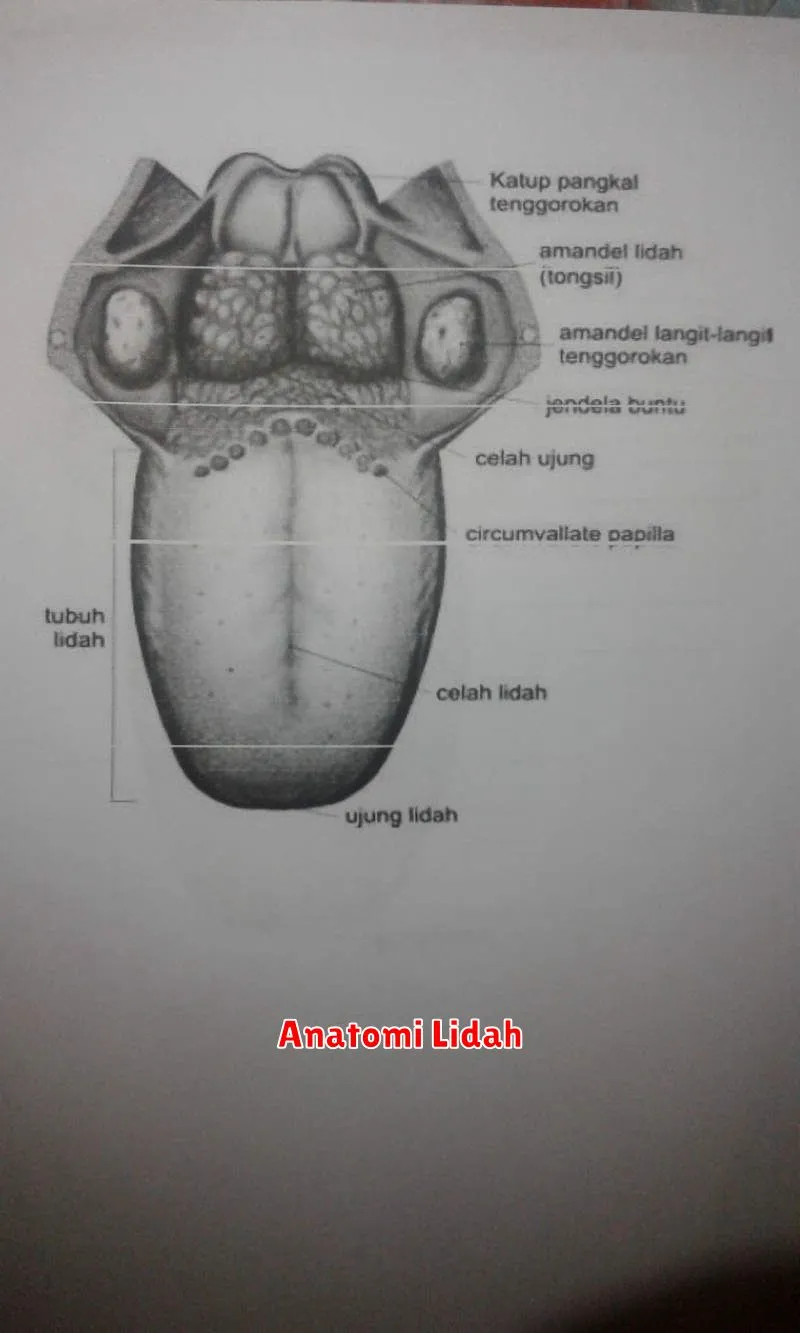 Anatomi Lidah