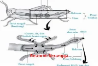 Anatomi Serangga