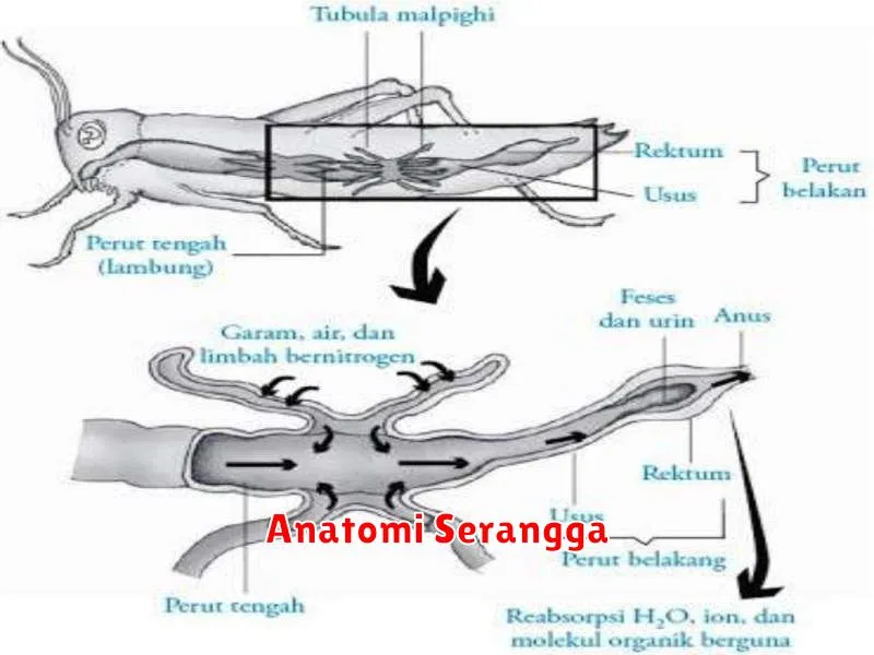 Anatomi Serangga