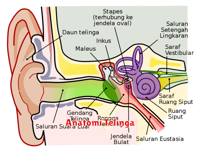 Anatomi Telinga