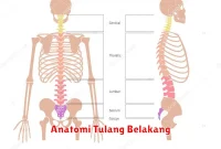 Anatomi Tulang Belakang