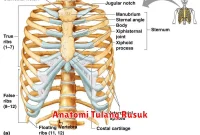 Anatomi Tulang Rusuk