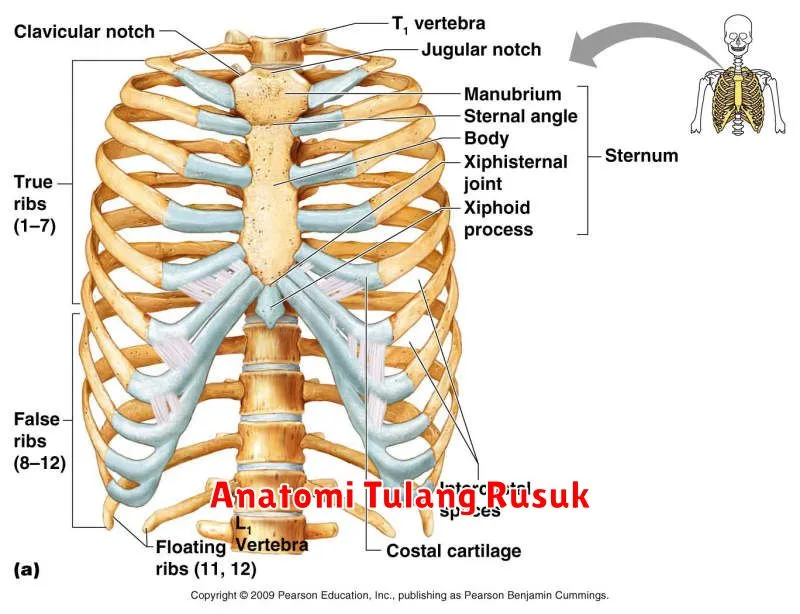 Anatomi Tulang Rusuk