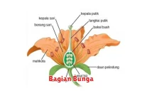 Bagian Bunga