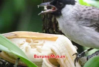 Burung Makan