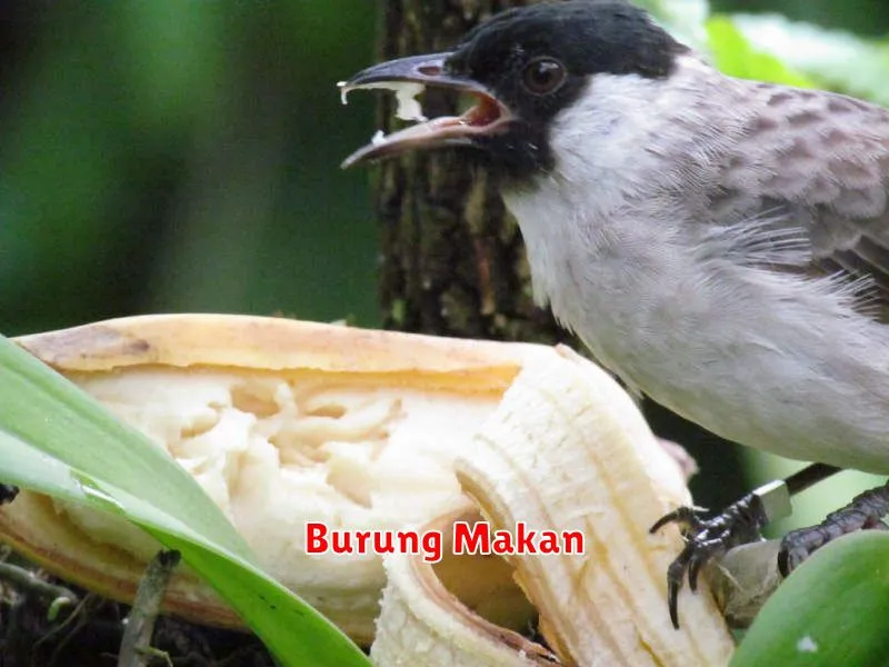 Burung Makan