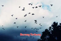 Burung Terbang