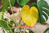 Daun Berubah Warna