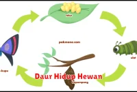 Daur Hidup Hewan