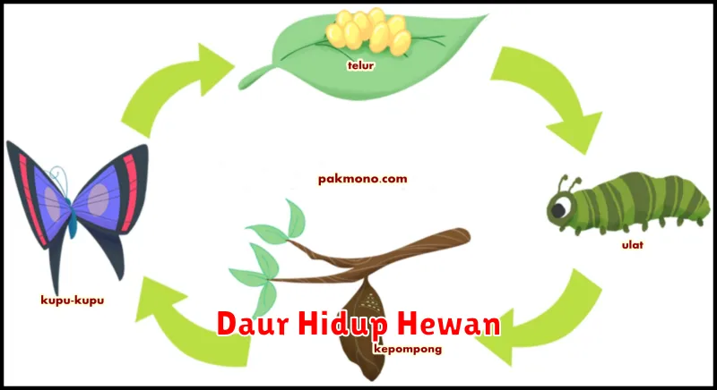 Daur Hidup Hewan