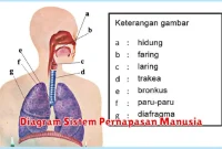 Diagram Sistem Pernapasan Manusia