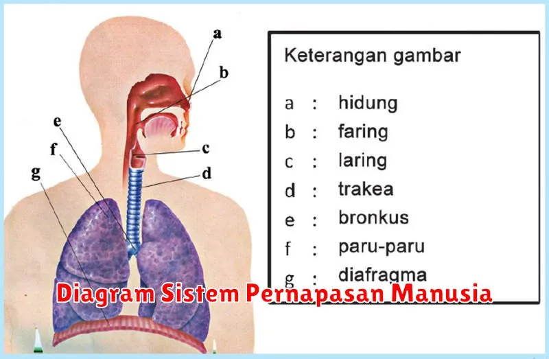 Diagram Sistem Pernapasan Manusia