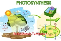 Fotosintesis Tumbuhan