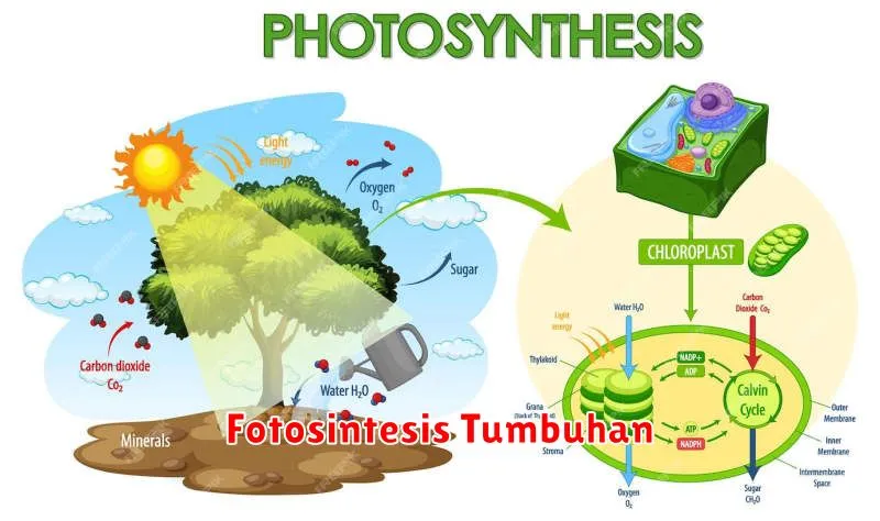 Fotosintesis Tumbuhan