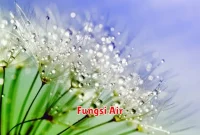 Fungsi Air