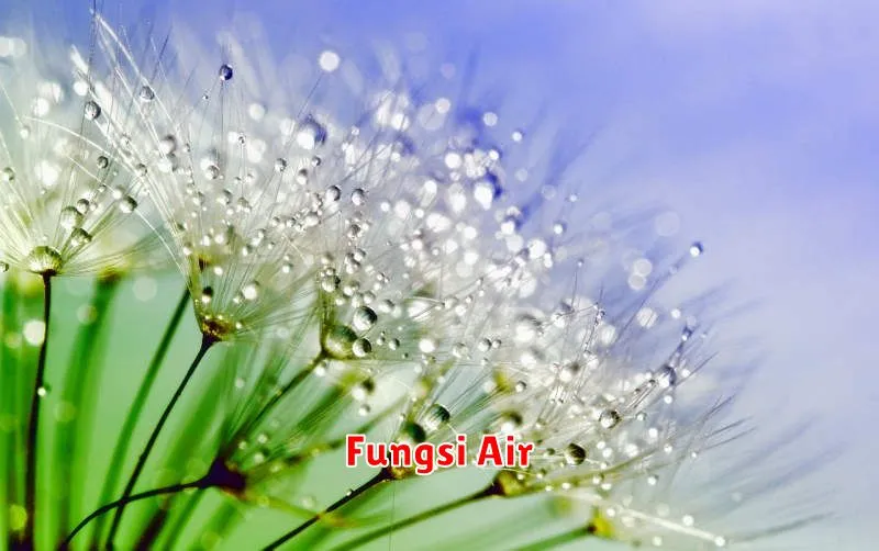 Fungsi Air