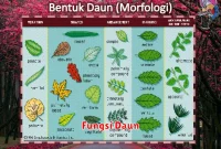 Fungsi Daun