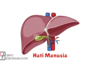 Hati Manusia