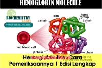 Hemoglobin Darah