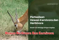 Hewan Herbivora Dan Karnivora