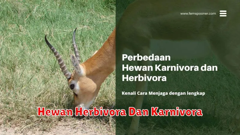 Hewan Herbivora Dan Karnivora