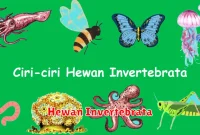 Hewan Invertebrata