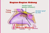 Hidung Manusia