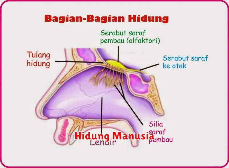 Hidung Manusia