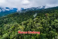 Hutan Lindung