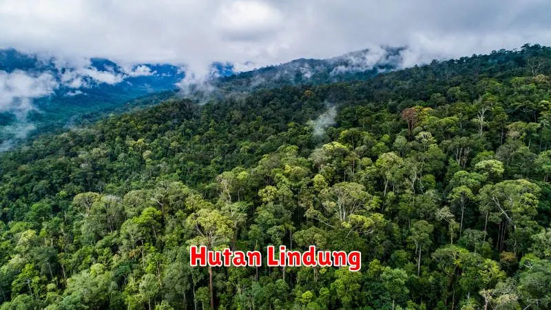 Hutan Lindung