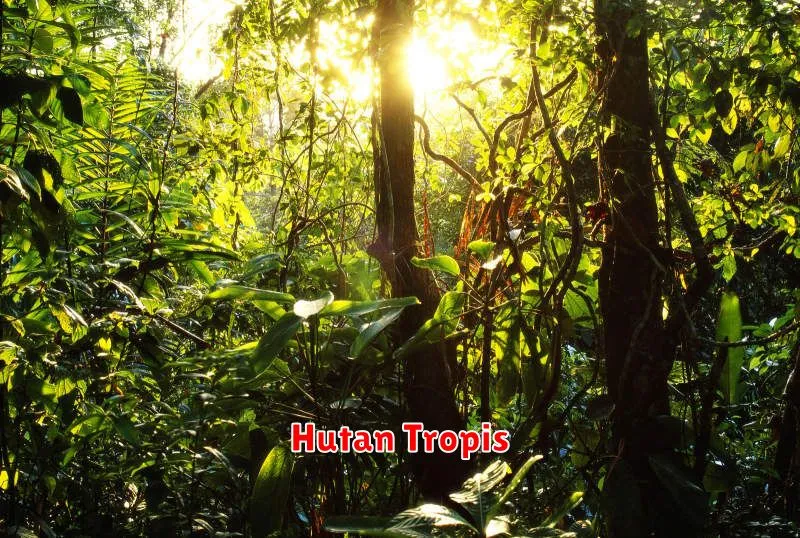 Hutan Tropis