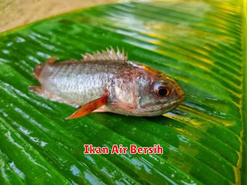 Ikan Air Bersih