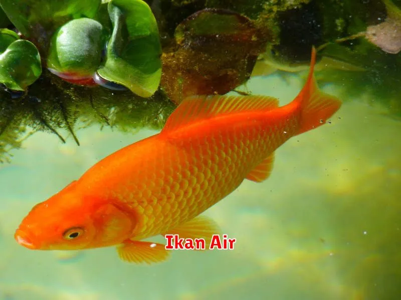 Ikan Air