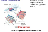 Insang Ikan