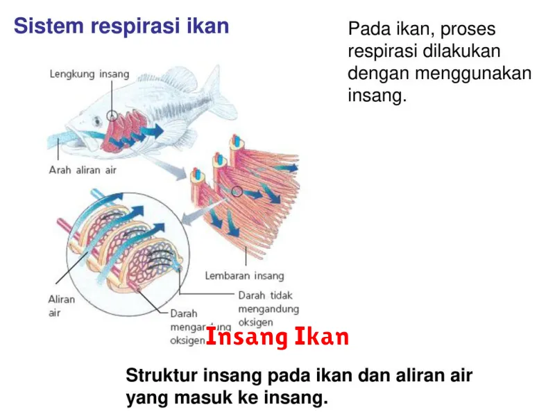 Insang Ikan