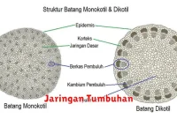 Jaringan Tumbuhan