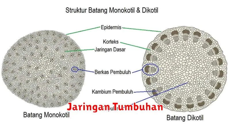 Jaringan Tumbuhan