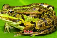 Katak