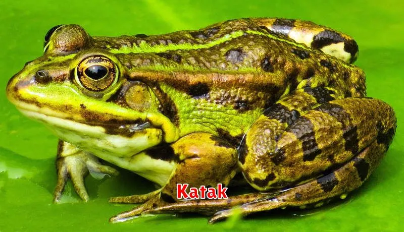 Katak