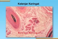 Kelenjar Keringat