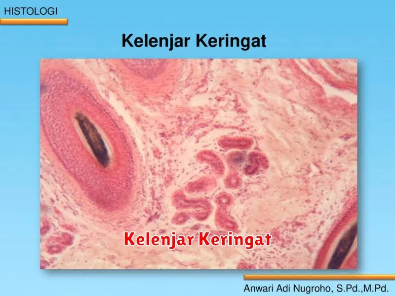 Kelenjar Keringat