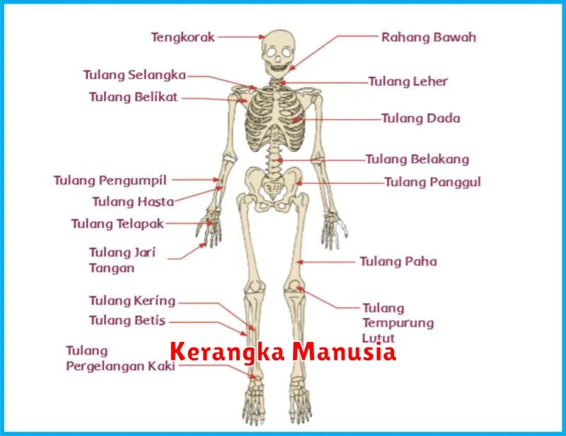 Kerangka Manusia